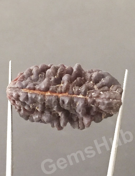 1 Face/Mukhi Certified Rudraksha Premium Quality